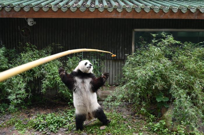 探訪廣州動物園大熊貓守護人的日常