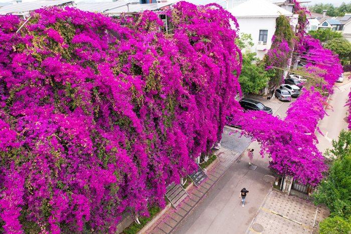 昆明街頭三角梅綻放成鮮花瀑布