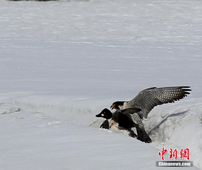 實(shí)拍新疆額爾齊斯河隼鴨水陸大戰(zhàn)