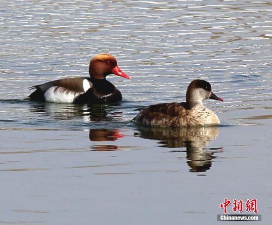 額爾齊斯河生態(tài)改善 吸引大批候鳥(niǎo)到此歇腳 